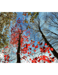 Immagine gabbia Sfondo Adesivo Per Schiena 115X38 (120X40)